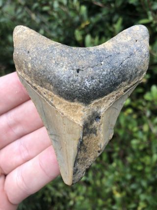 Huge 3.  15” Megalodon Tooth Fossil Shark Teeth Unrestored Natural