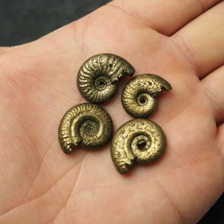 4x Ammonite 19 - 23mm Pyrite Mineral Fossil Fossilien Ammoniten France