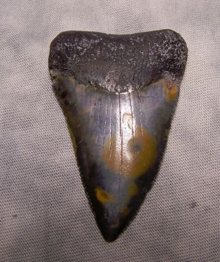 Great White Shark Tooth 2 1/4 " Fossil Teeth Megalodon Kin Scuba Diver Gem