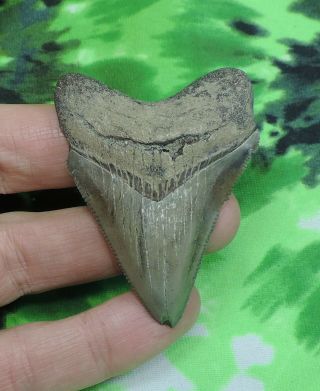 Megalodon Sharks Tooth 2 3/16  Inch No Restorations Fossil Sharks Teeth Tooth