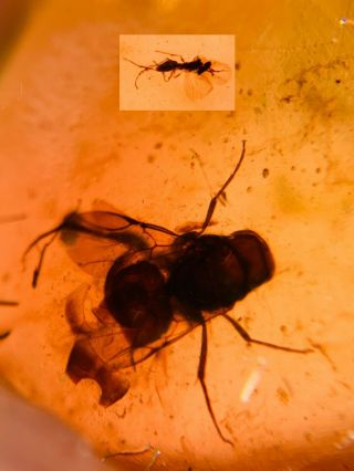Wasp Bee&unknown Fly Burmite Myanmar Burmese Amber Insect Fossil Dinosaur Age