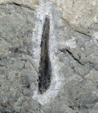 Silurian Fossil Fish Fin Spine