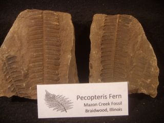 Mazon Creek Fossils Double Pecopteris Fern Morris,  Illinois Complete.
