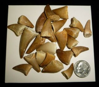 Mosasaur Teeth Fossil Specimens Africa 44 Grams