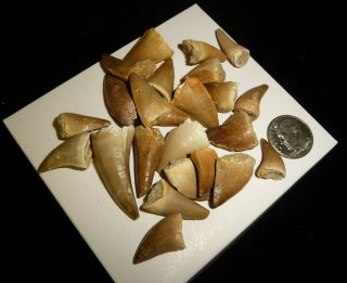 Mosasaur Teeth Fossil Specimens Africa 44 grams 2