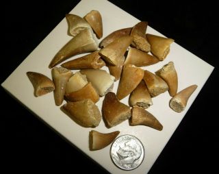 Mosasaur Teeth Fossil Specimens Africa 44 grams 3