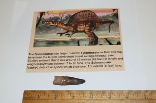 Spinosaurus Tooth 2 " Teeth Dinosaur Fossil T Rex Era Cretaceous Sps57