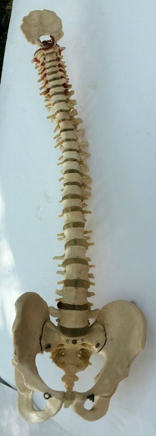 Vintage 1:1 Anatomical Demonstration Spine Hips To Skull Base 32 "