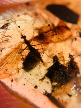 2 Unique Unknown Fly Bug Burmite Myanmar Burma Amber Insect Fossil Dinosaur Age