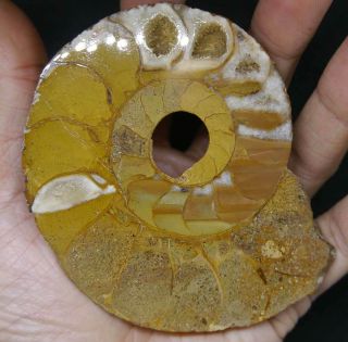 Russian Souvenir: Ammonite Biаsaloceras,  Polished Half.  Crimea.  Cretaceous