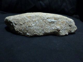 Texas Rock Fossil 2 " X 4 " X 9 " - 3lbs (r18)