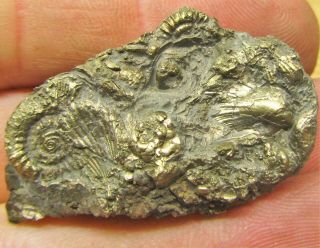 Stunning Full Golden Multi - Ammonite Fossil 40mm Jurassic Pyrite Uk Gold Minerals