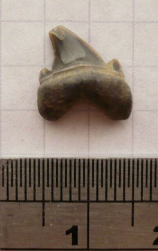 Fossil Shark Tooth,  Parotodus Priemi,  Eocene London Clay,  Isle Of Sheppey,  Uk