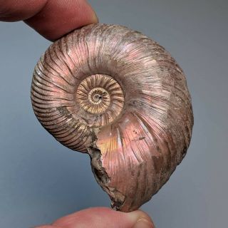 5,  5 Cm (2,  2 In) Ammonite Shell Quenstedtoceras Jurassic Pyrite Russia Fossil