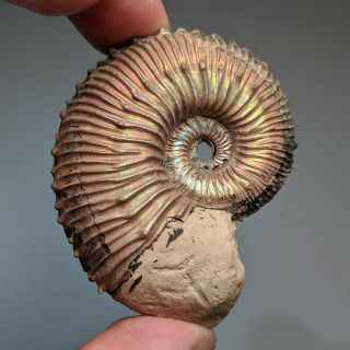 5,  6 Cm (2,  2 In) Ammonite Kosmoceras Pyrite Jurassic Russia Fossil Ammonit