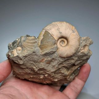 4,  5 Cm (1,  7 In) Ammonite Desmoceras Shell Cretaceous Russia Russian Ammonit