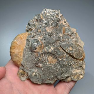 4,  5 cm (1,  7 in) Ammonite Desmoceras shell cretaceous Russia russian ammonit 2