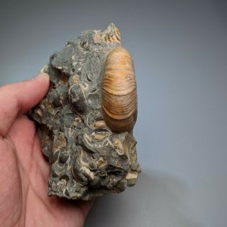 4,  5 cm (1,  7 in) Ammonite Desmoceras shell cretaceous Russia russian ammonit 3