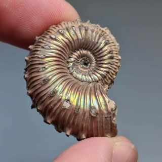 3,  1 Cm (1,  2 In) Ammonite Shell Kosmoceras Jurassic Pyrite Russia Fossil