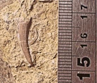 Fine 1.  5cm And Complete Tooth Of Nothosaurus Mirabilis: Triassic Of France