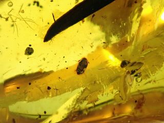 Burmese Amber Cretaceous Fossil Include Beetle,  Leaf And Wasp