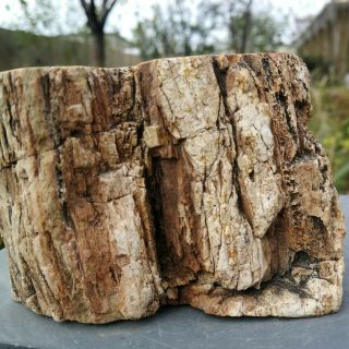 767g Natural Polished Petrified Wood Timber Pile Fossil Specimen Wy206