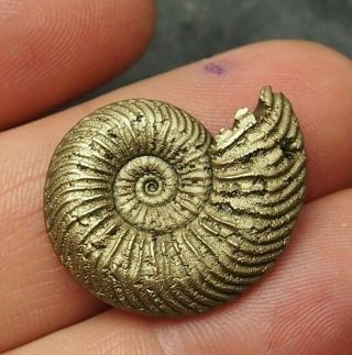 27mm Quenstedtoceras Pyrite Ammonite Fossils Fossilien Russia Pendant