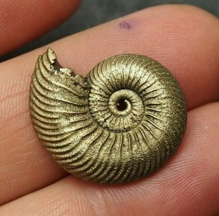 26mm Quenstedtoceras Pyrite Ammonite Fossils Fossilien Russia Pendant
