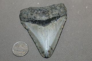 Megalodon Fossil Giant Shark Teeth Natural Large 3.  43 " Tooth