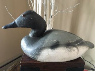 D4 Hen Canvasback Duck Decoy - Victor Animal Trap Co. ,  Pascagoula,  Ms C1957 - 62