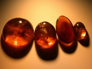 4 Piece Group Of Burmite Amber Fossils With Variety Of Insects Dinosaur Age