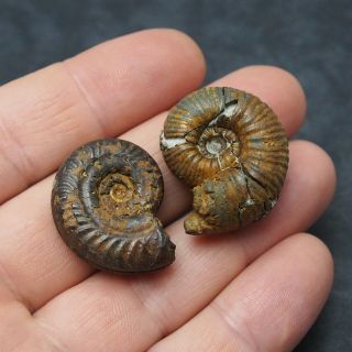 2x Ammonite 30 - 32mm Pyrite Mineral Fossil Fossilien Ammoniten France Mollusk
