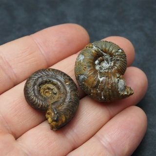 2x AMMONITE 30 - 32mm Pyrite Mineral Fossil fossilien Ammoniten France Mollusk 3