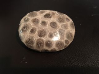 Polished Petoskey Stone Michigan Fossil Coral Hexagonaria 1.  6 Oz