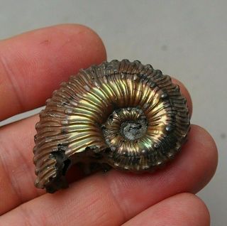 43mm Kosmoceras Sp.  Pyrite Ammonite Fossils Callovian Fossilien Russia