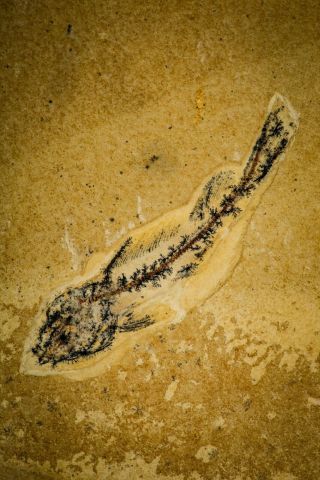 Well Preserved 3.  03 " Unidentified Fossil Fish Cretaceous - Akrabou Fm Morocco