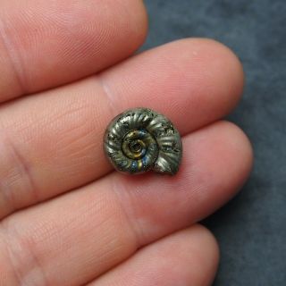 16mm Alligaticeras sp.  Pyrite Ammonite Fossils Callovian Fossilien Russia 2