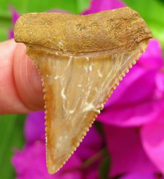 Colorful Chilean Fossil Great White Shark Tooth Chile Not Megalodon Teeth Gem