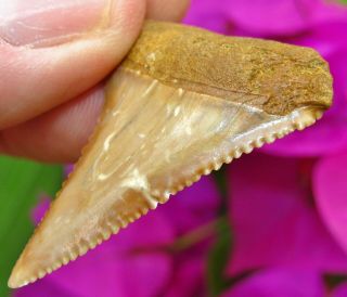 Colorful CHILEAN Fossil Great White SHARK TOOTH Chile not Megalodon teeth gem 2