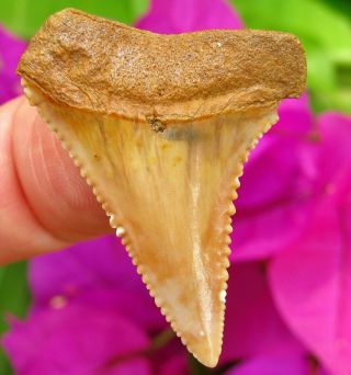 Colorful CHILEAN Fossil Great White SHARK TOOTH Chile not Megalodon teeth gem 3