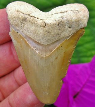 2.  29 " Bone Valley Megalodon Fossil Shark Tooth Florida Teeth Miocene
