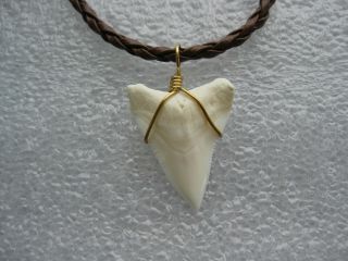 Shark Tooth Necklace,  1 " Real Bull Shark Tooth - Brass Wire Wrapped