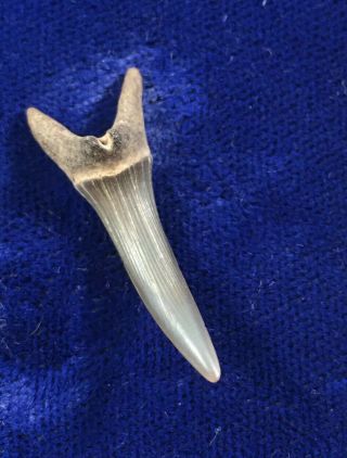 Quality Scapanorhynchus Texanus Fossil Extinct Goblin Shark Tooth Mississippi