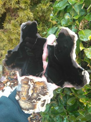 Three (3) Agatized Petrified Wood Slabs Agate Owyhee Oregon Black Rings 15.  0oz