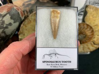 Spinosaurus Tooth - 1.  5 Inch Sp20 Kem Kem,  Morocco,  Dinosaur Fossil