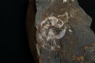 Fossil Jurassic ammonite Costacadoceras mundum from Russia 2
