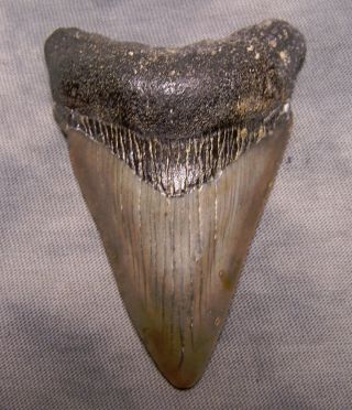 Megalodon Shark Tooth 2 3/4 " Teeth No Repair Jaw Fossil Scuba Diver Megladon