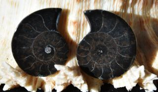 Rare 1n100 Black Ammonite Fossil Pair 26gm Deep Crystals Medium 27mm 1.  1 " N2876