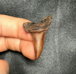 Rare 1.  48 " Red Site Mako Shark Tooth Teeth Fossil Sharks Necklace Megalodon