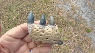 Alligator Jaw Fossil Florida Extinct Crocodile Jaws Teeth Tooth